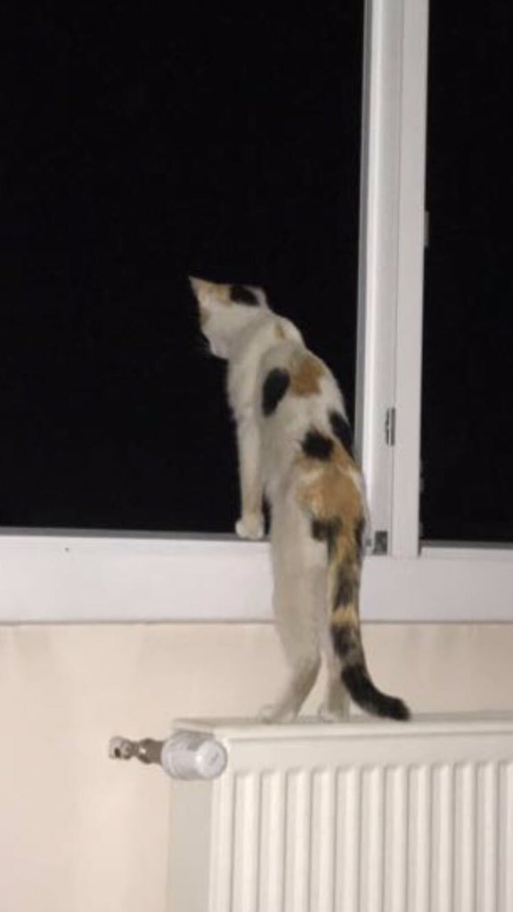 Çiğdemss tweet media