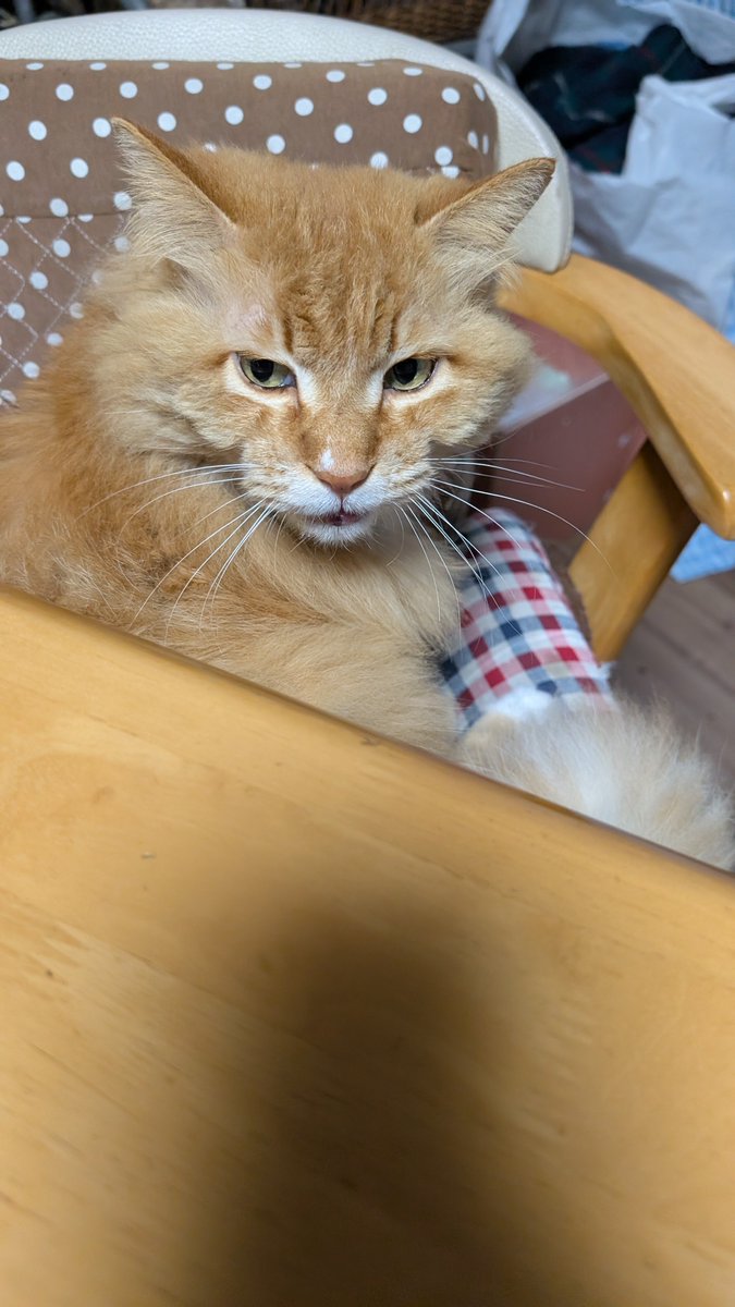 とげなしとげとげ tweet media