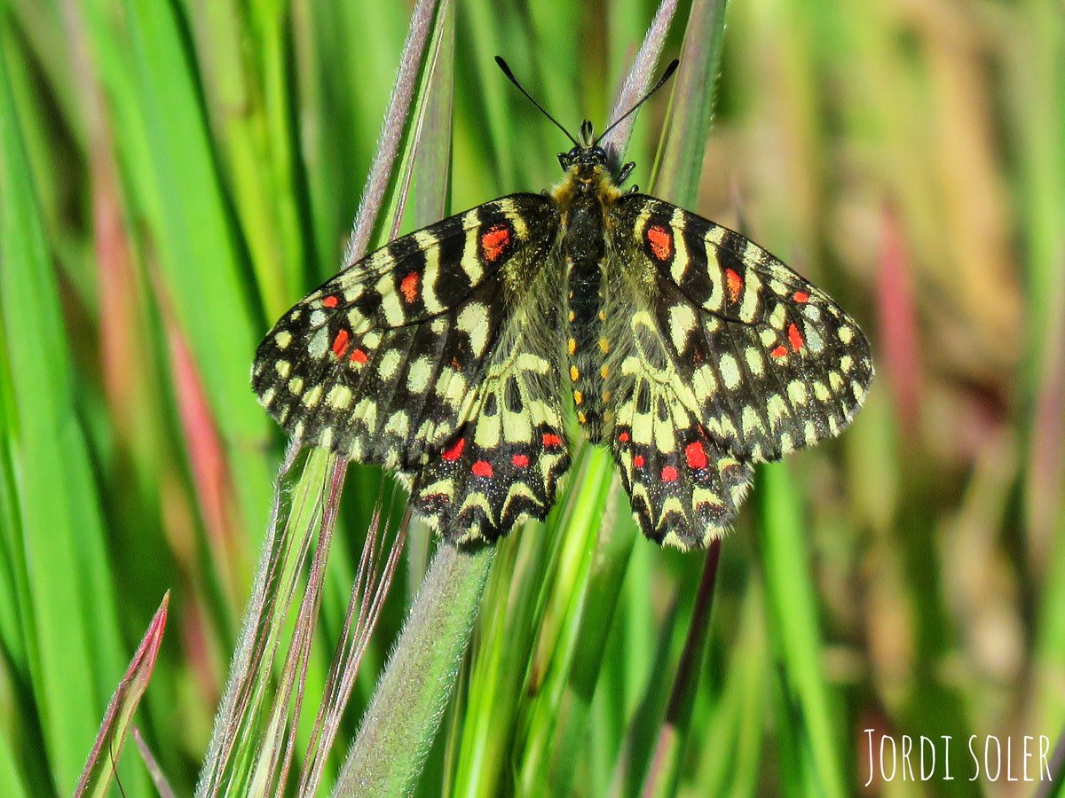 Jordi Soler tweet media