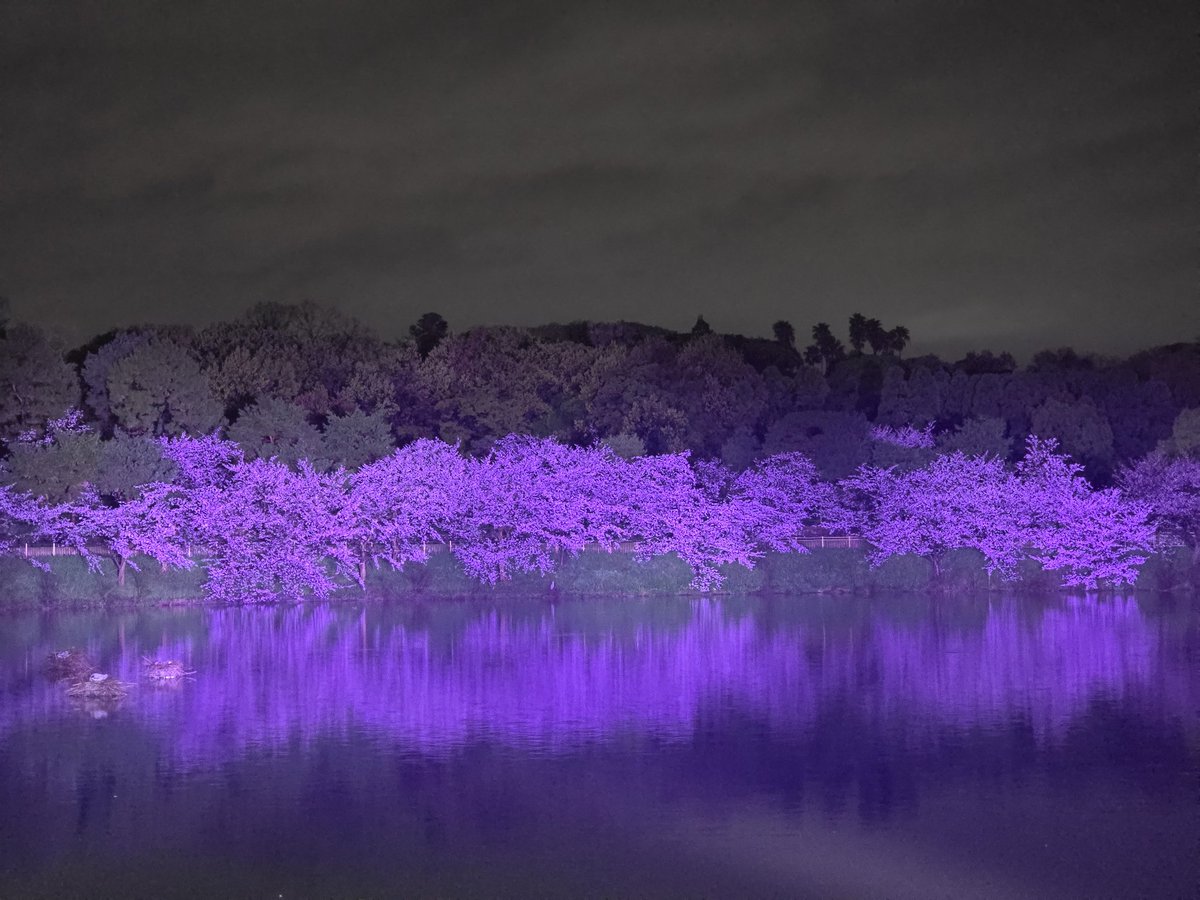 エメロン🐢🐈‍⬛ ͗🐌🦭(⚯̫ ﾐэ)Э🚪🌙🔎💐 tweet media