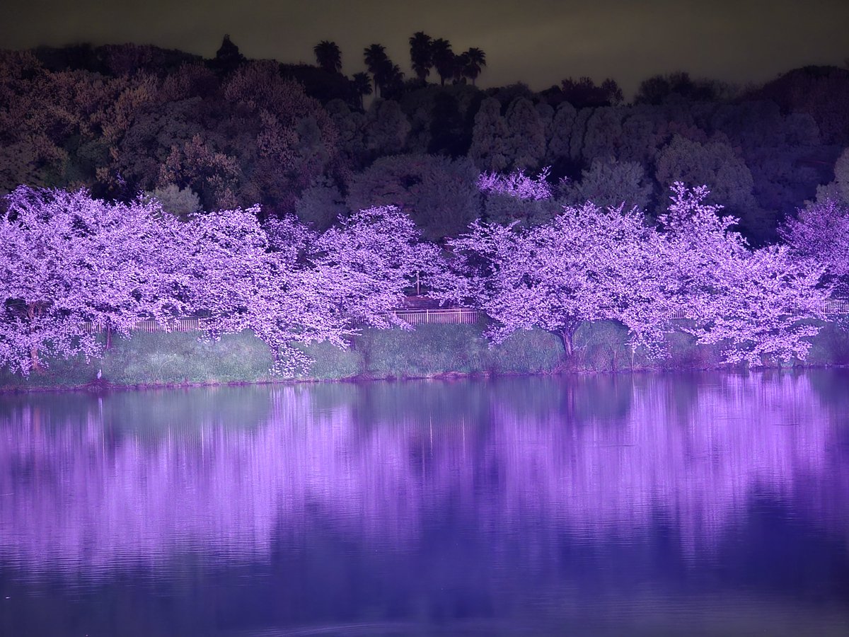 エメロン🐢🐈‍⬛ ͗🐌🦭(⚯̫ ﾐэ)Э🚪🌙🔎💐 tweet media