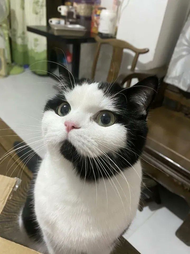 The Pets 𝕏 tweet media