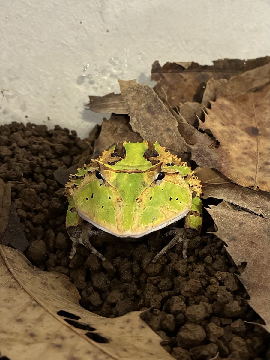 Horned_Froger's tweet photo. アマゾンツノガエルは体のトゲがある子が好みです🐸
#アマゾンツノガエル https://t.co/c7xxGhjEtx