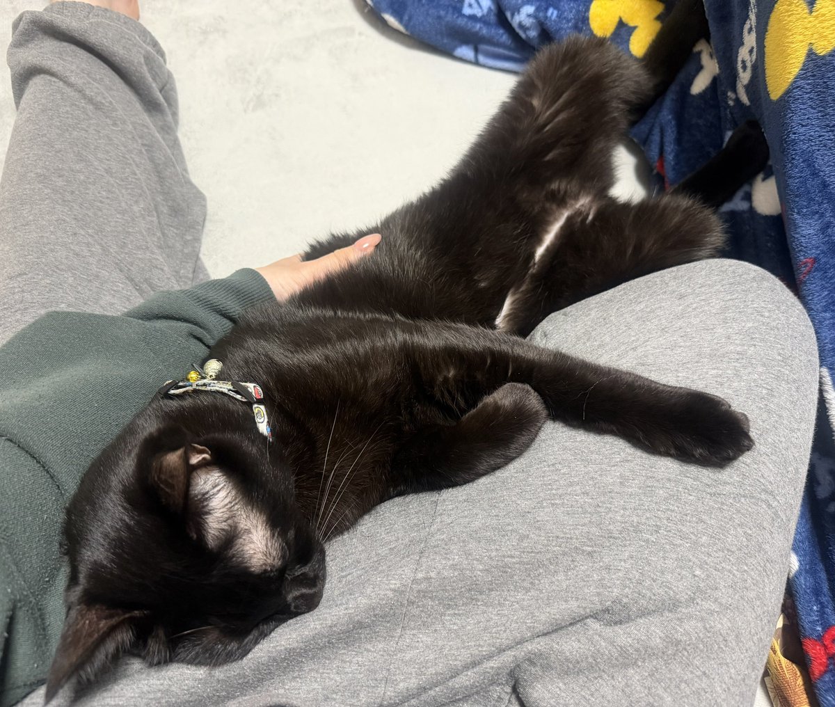 我が子（てぇてぇ…）

#猫 #黒猫 #黒トラ #猫の日常 #猫好きさんと繋がりたい #ねこかわいいね