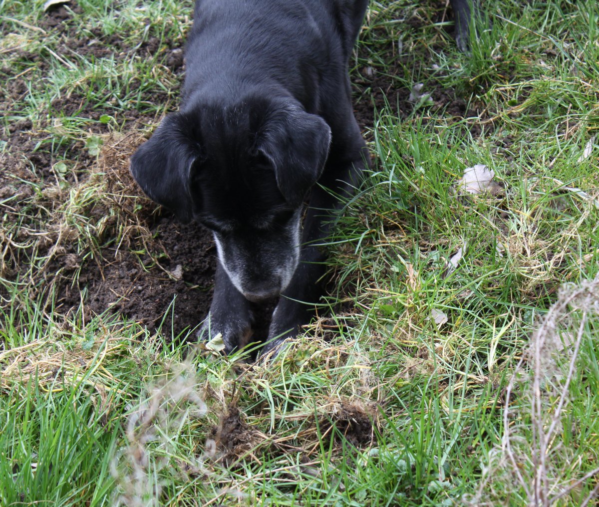 Jon Doe 🐕🌬️💨 tweet media