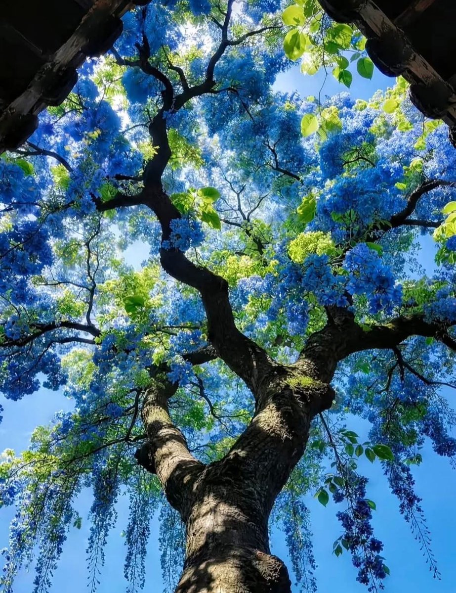 أ. مُحِبّ للجَمال. tweet media