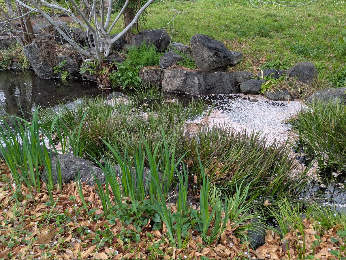 ナシゴレン tweet media