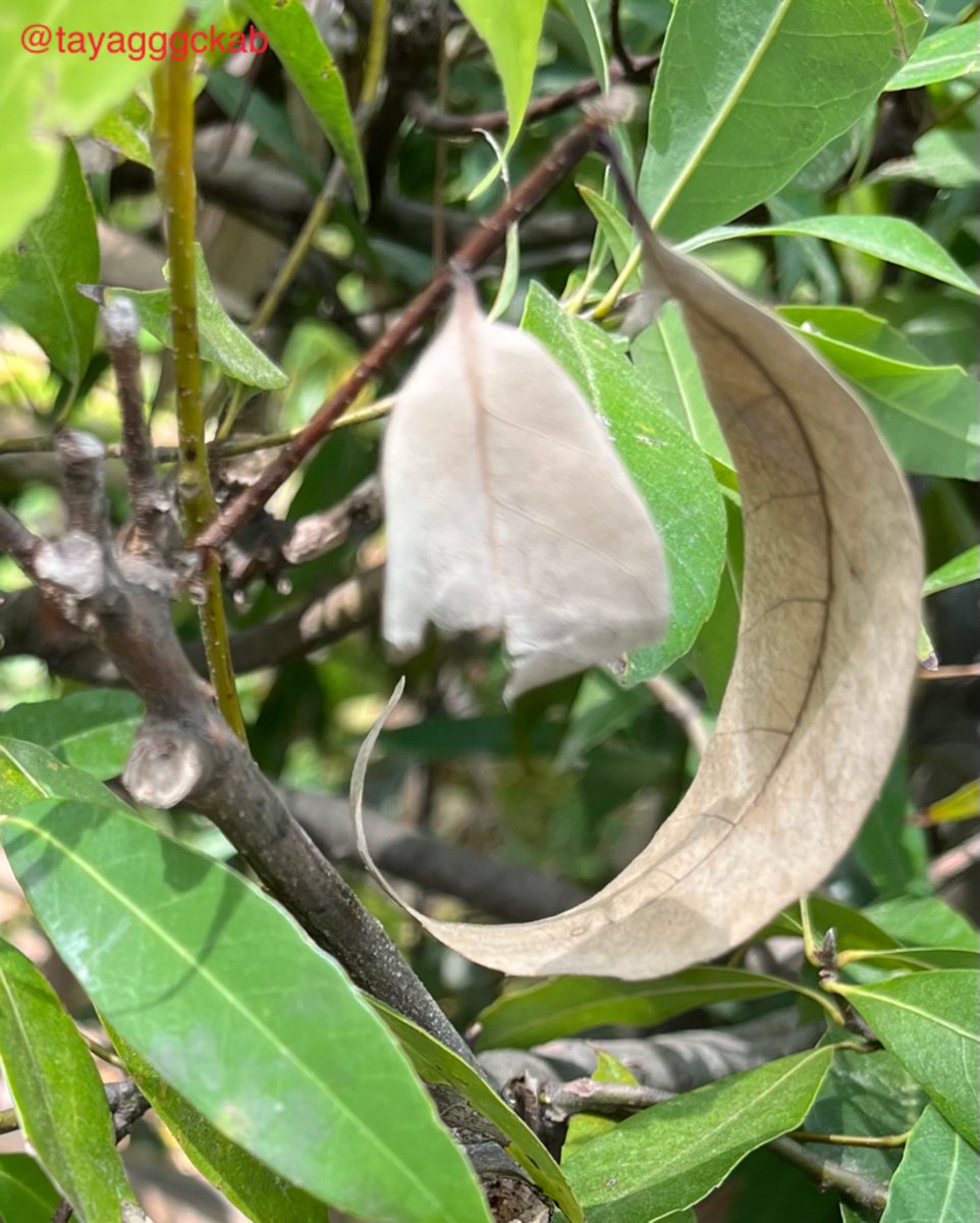 たやた(俳優‼️ドラマ・映画出てます‼️ドラマ、映画、絵が大好き‼️) tweet media