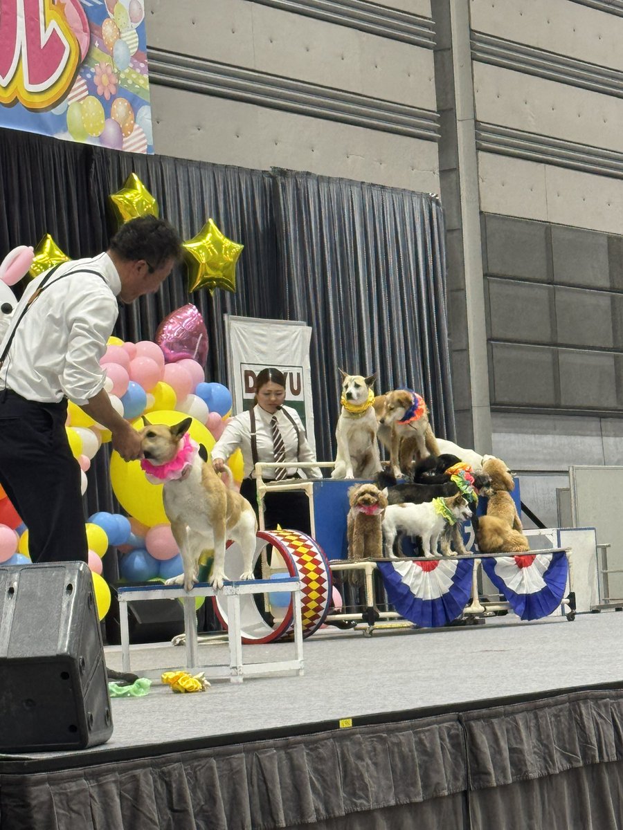 hasuki_rate's tweet photo. 今年もペットカーニバルへ笑
あいにく午後からだし、土砂降りで
セシルも濡れたけどたくさんの方に声かけてもらって、速攻甘えまくりで喜んでた🐶
撫でてくれた方ありがとうございました
子供ら楽しめて、サーカスみていっぱい買い物できたし満足満足🙌 https://t.co/T4agmYRdFK