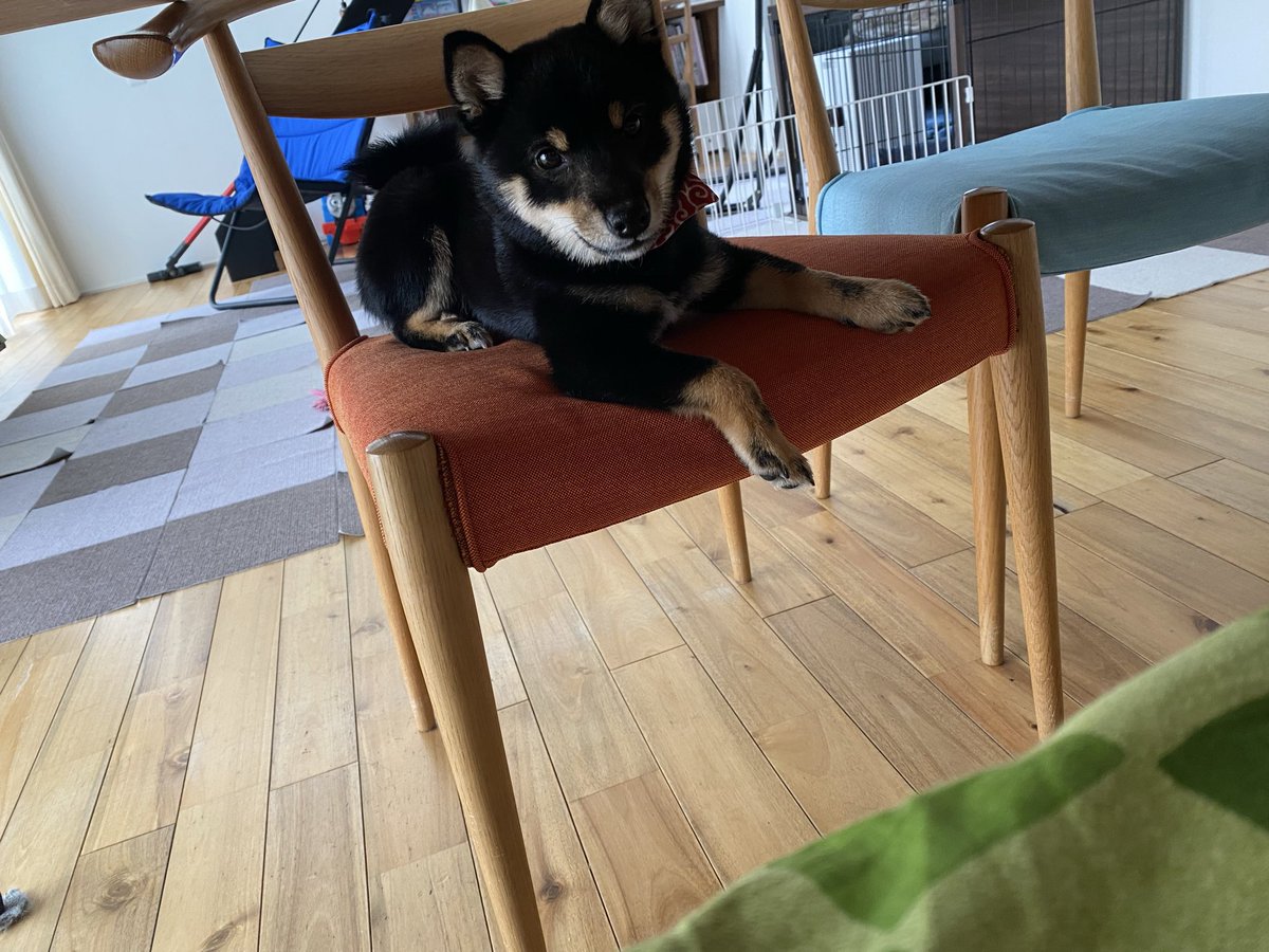sakiniyon's tweet photo. 毎日もしかしたら痩せるかもしれない思いながら犬の散歩行ってる🤣

明日は、ペット用に床をはります😂
せっかくの無垢の床だけど仕方ないな😂
#柴犬
 #柴犬がいる生活
 #黒柴 https://t.co/IOvjbps6xI