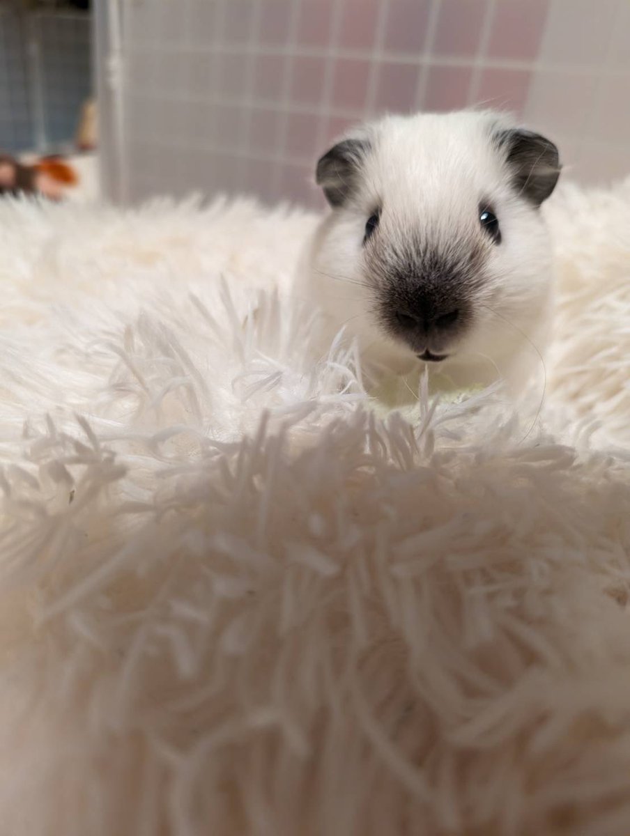 ❥ねずみい tweet media