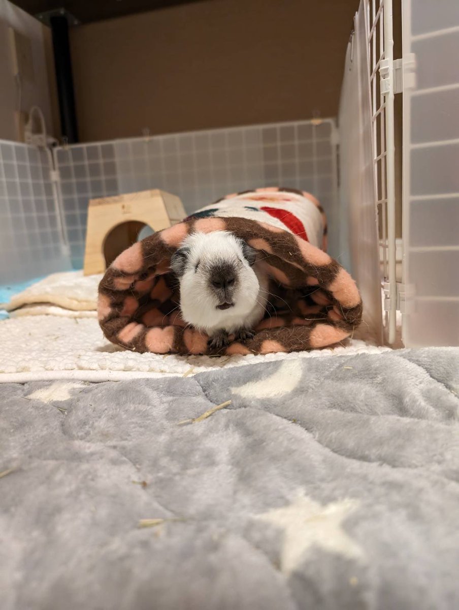 ❥ねずみい tweet media