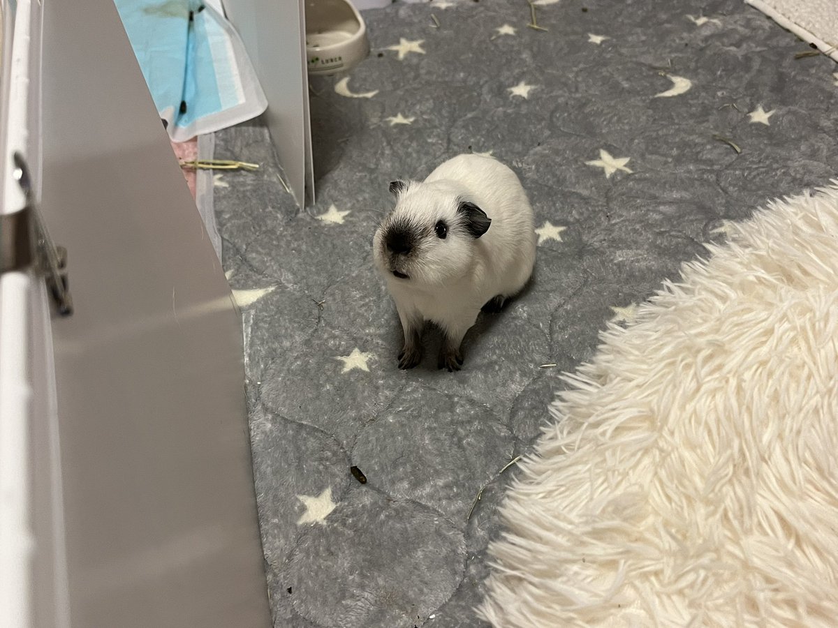 ❥ねずみい tweet media