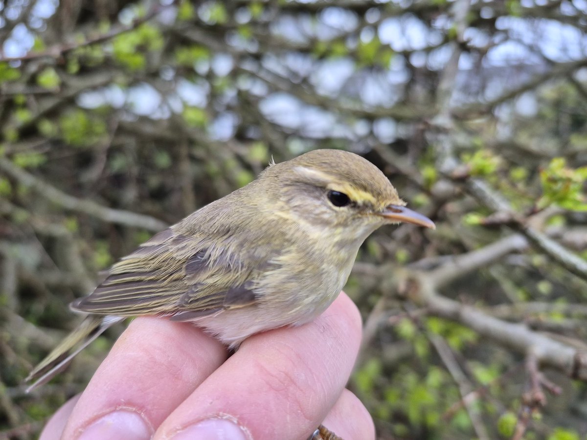 Richard Donaghey tweet media