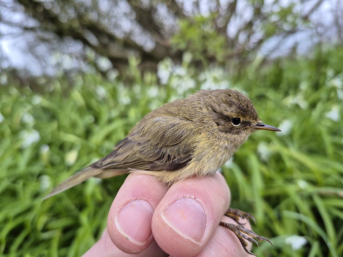 Richard Donaghey tweet media