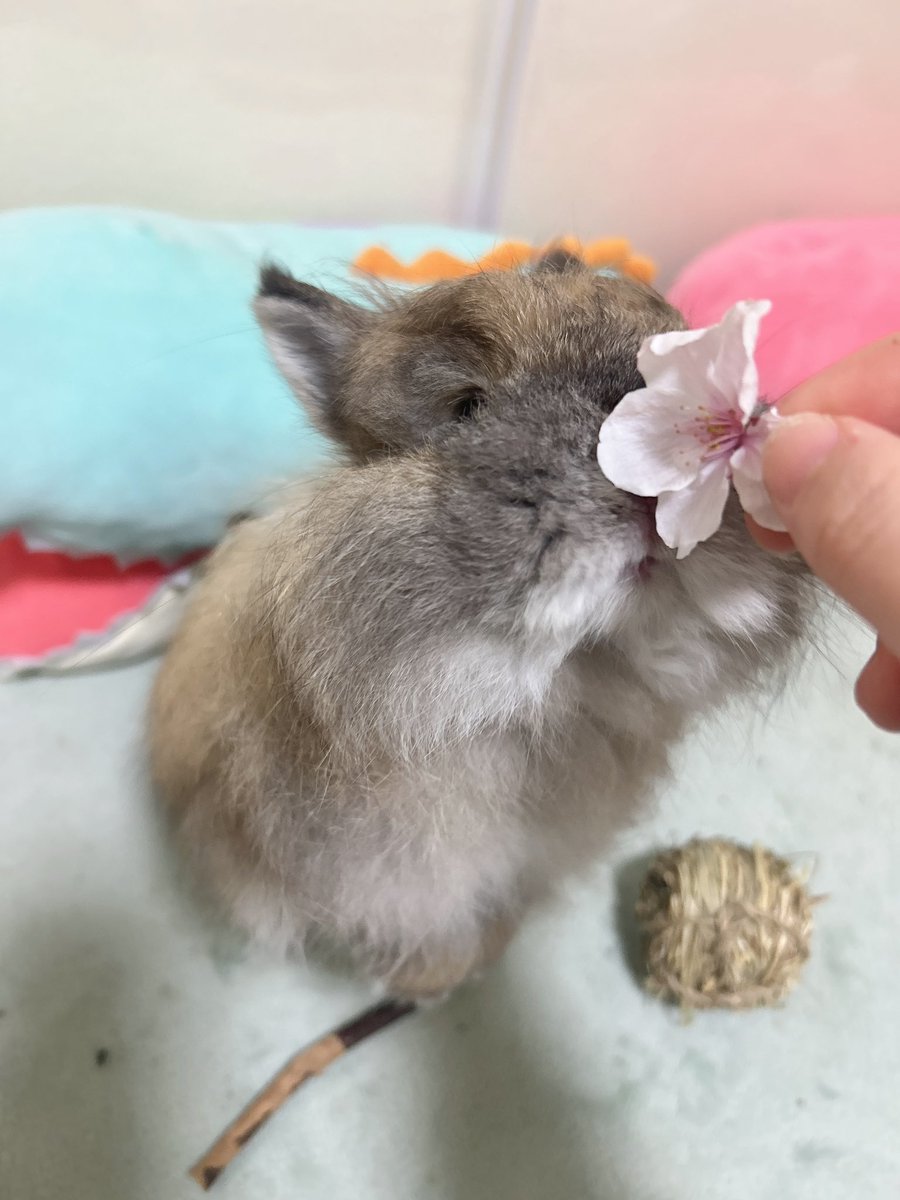 かすみ草 tweet media