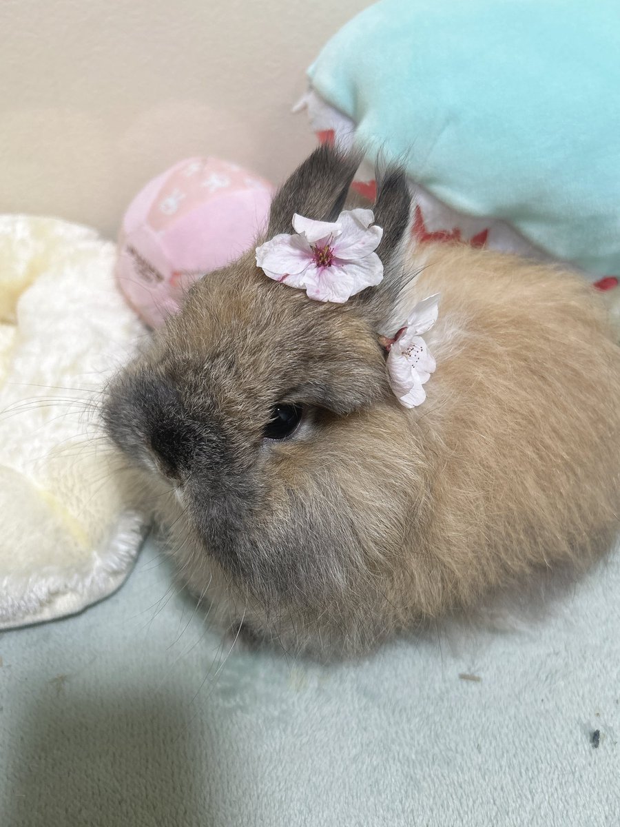 かすみ草 tweet media