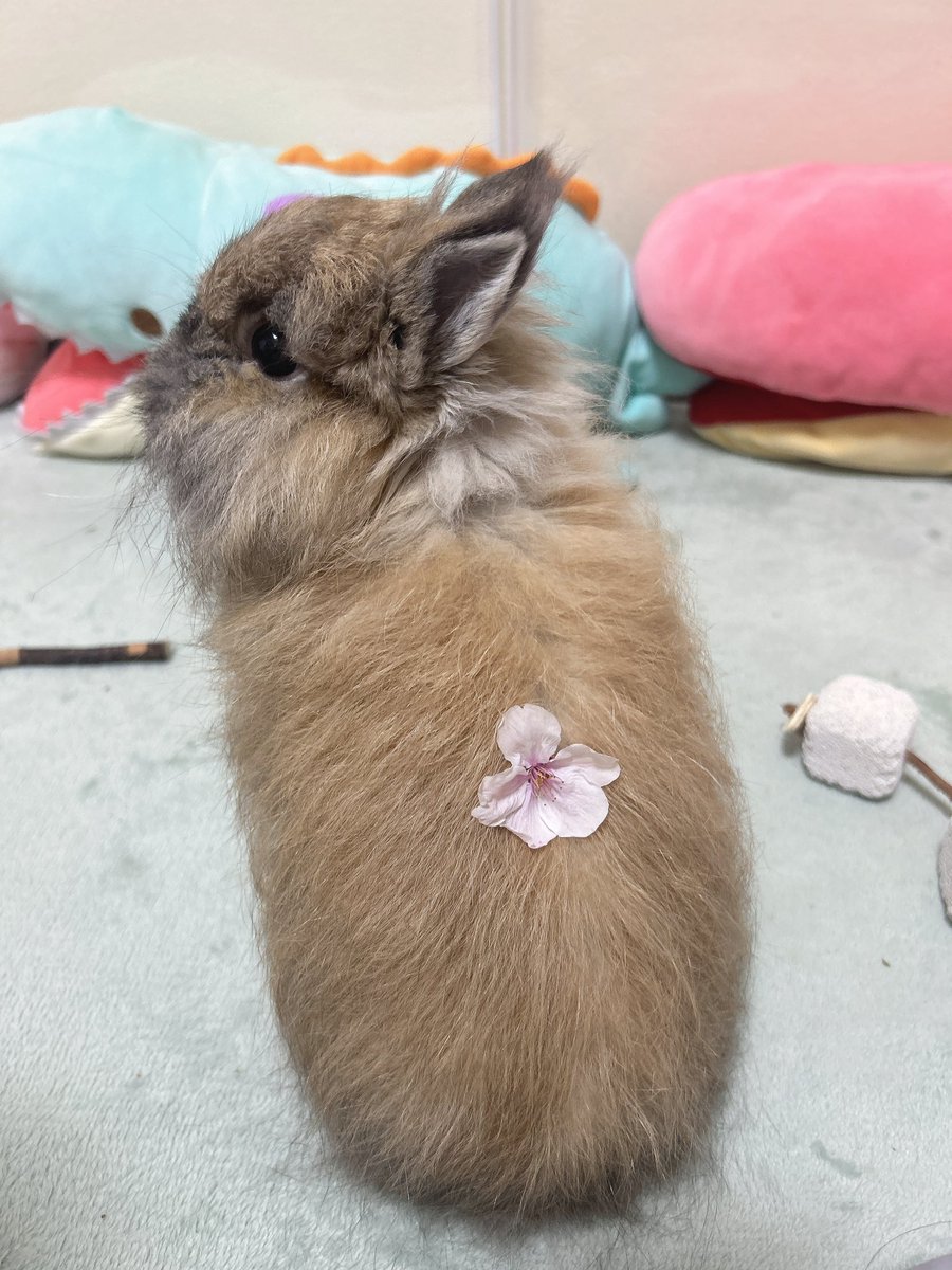 かすみ草 tweet media