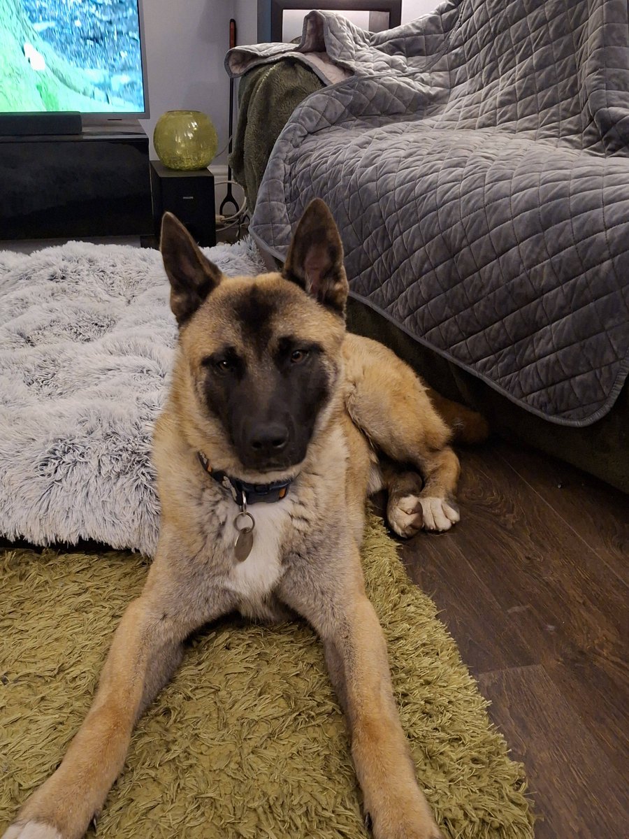 German Shepherd Rescue Elite ( GSRE ) tweet media