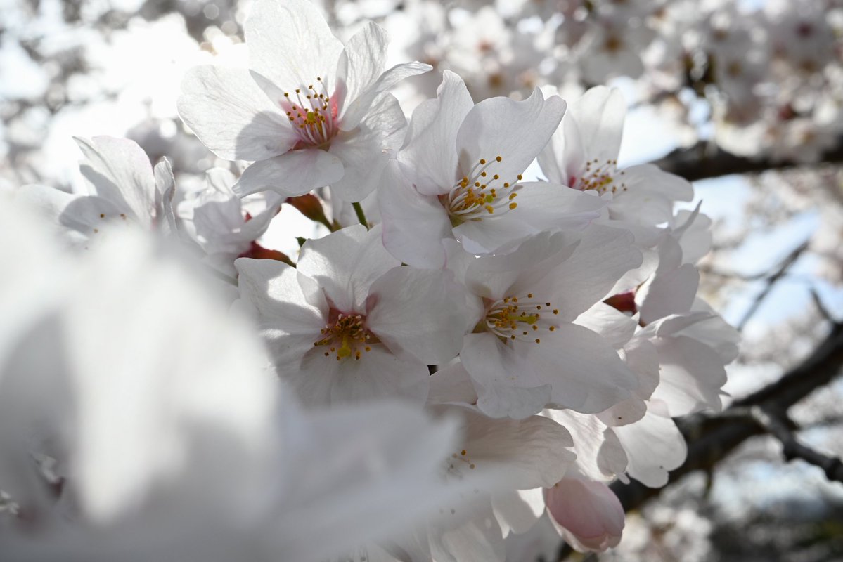 gekobiwaFC's tweet image. 雨で散る前に何とか撮れた今年の桜🌸

＃鏡山公園
＃NikonZ30
＃ZDX24mmf1.7