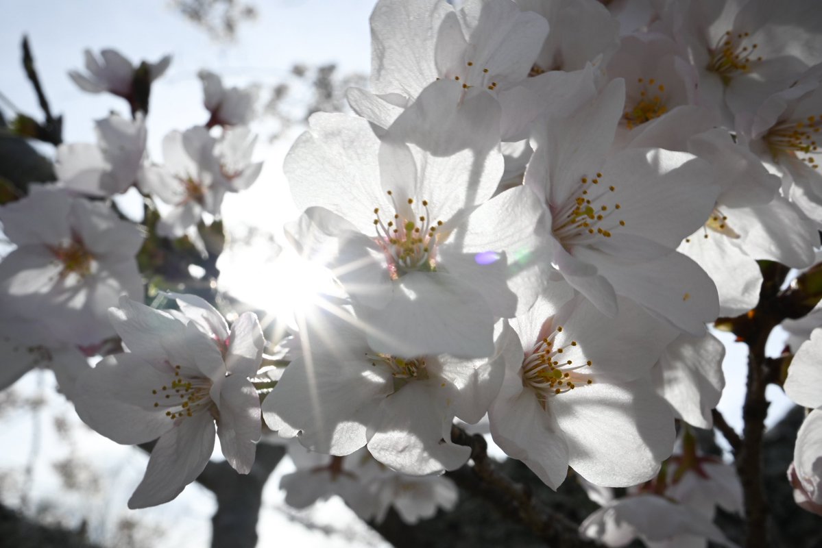 gekobiwaFC's tweet image. 雨で散る前に何とか撮れた今年の桜🌸

＃鏡山公園
＃NikonZ30
＃ZDX24mmf1.7