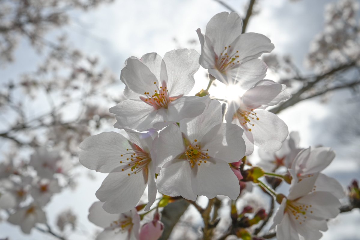 gekobiwaFC's tweet image. 雨で散る前に何とか撮れた今年の桜🌸

＃鏡山公園
＃NikonZ30
＃ZDX24mmf1.7