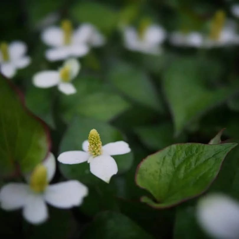 forestthree/ビオトープの中の人 tweet media