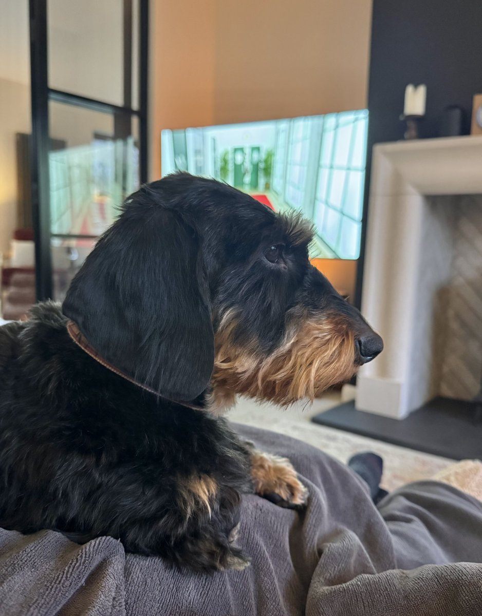 IsabellaDaxie's tweet image. So you’re going out. 
That’ll be 9 thousand and 600 treats when you get back. One for each second you’re away. And not cut in half! 

#Dog #Maths #expectations 🐾😘💕💖🧐🤓 #Dachshund #DogsofX