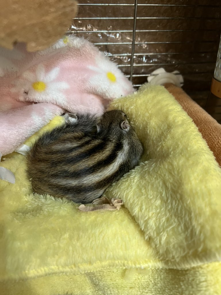 こずとさっちー&うめ tweet media