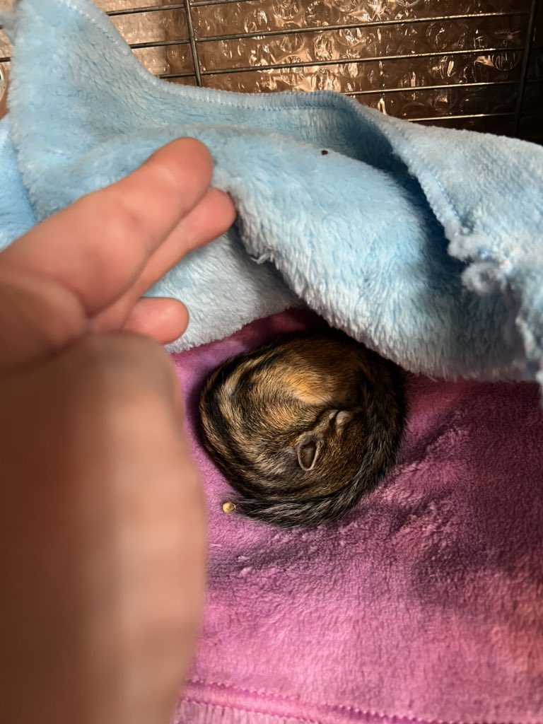 こずとさっちー&うめ tweet media