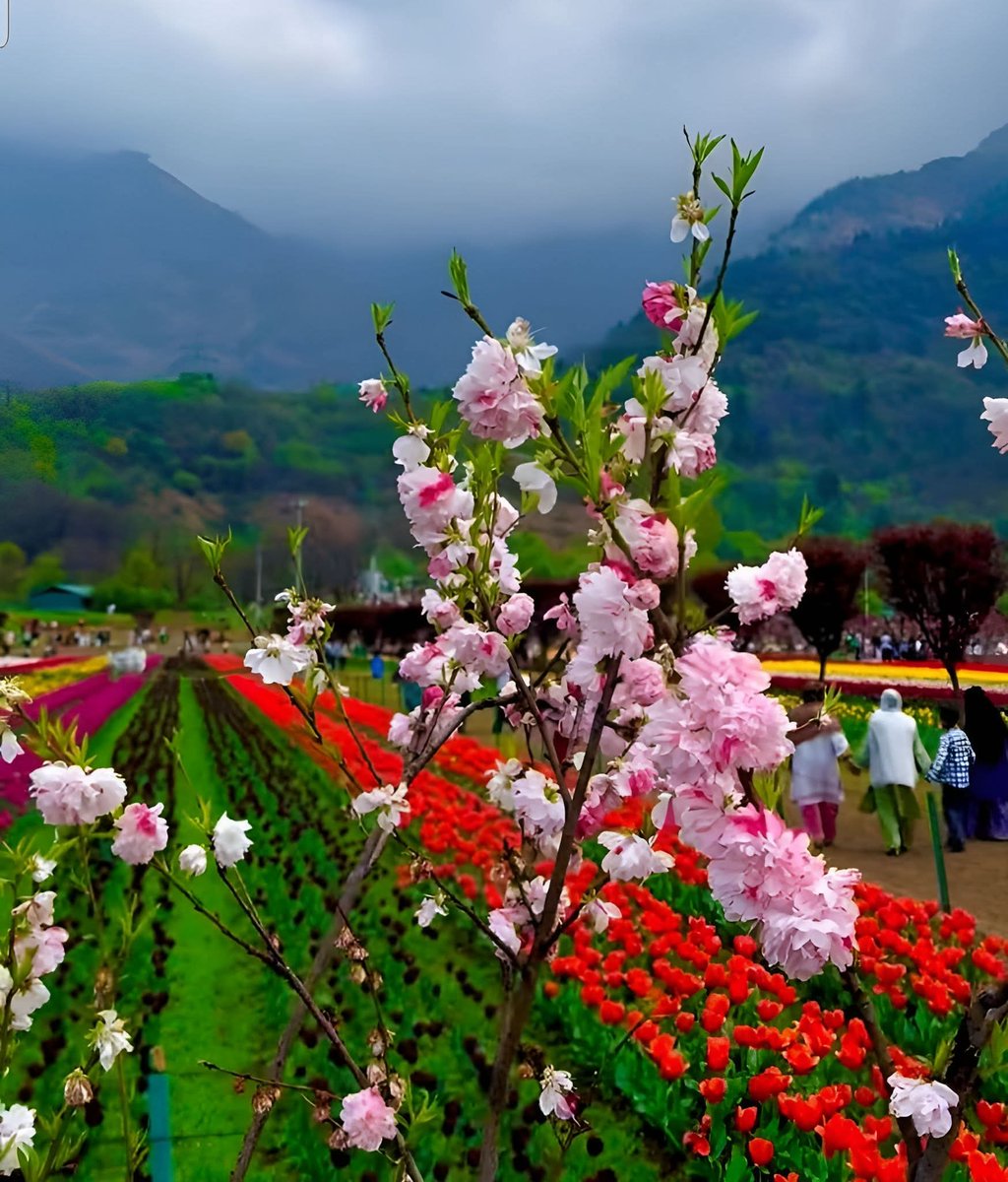 SheikhShah16043's tweet photo. Asia's largest Tulip Garden Srinagar Jammu&amp;Kashmir ❤️ 🌷🪻⚘️🥰
#TejRan #bbvipal5 #paobc #Iran #IranWar #Varanasi https://t.co/JuzdSnJyRN