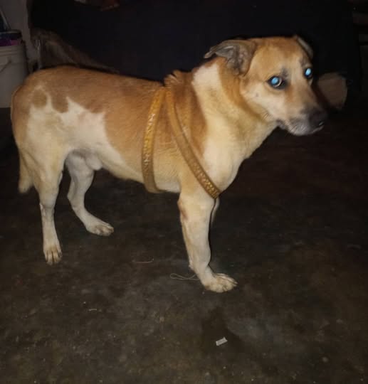 Carolina tweet media