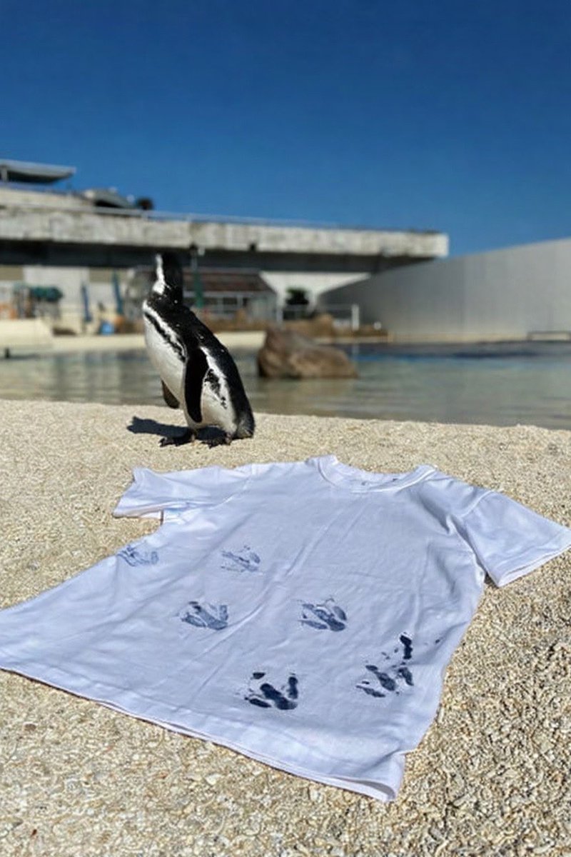 irukajima_staff's tweet photo. 【リターン品のご紹介】

『ペンギンの足跡Tシャツ』

ペンギンがTシャツの上をよちよち自由に歩いて、直接足跡をつけてくれます🐧✨
世界にひとつだけの特別なオリジナルTシャツです！

▼プロジェクトページはこちらから 
https://t.co/UIketD5WHG 

#つくみイルカ島リニューアル 
#大分観光 https://t.co/CONcAwiKd4
