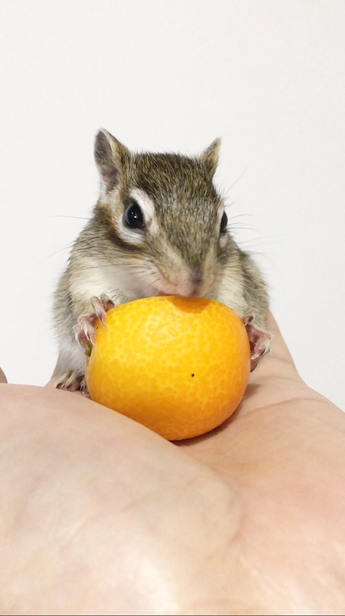 minono_ta tweet media