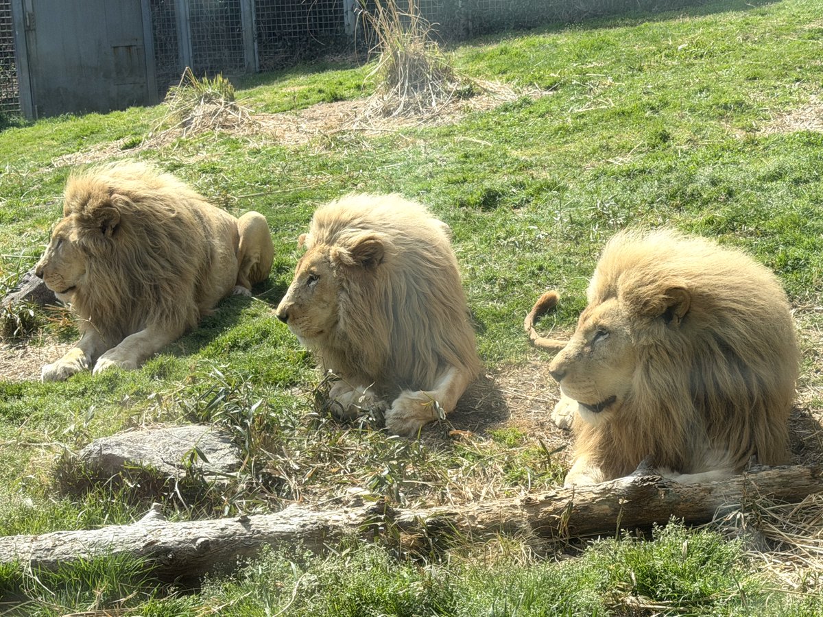 伊豆アニマルキングダムのホワイトライオン3兄弟！
こんなに綺麗にシンクロして並んでる！？

初めましてだったので、ビックリしました😮

#ビー
#タッチ
#エール
#ホワイトライオン
#伊豆アニマルキングダム

2026.3.22撮影