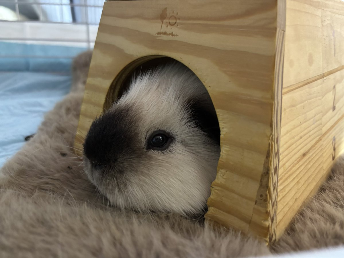 ❥ねずみい tweet media