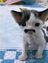 🔻𝓜𝓲𝓰𝓸 𝓓𝓲 𝓛𝓸𝓻𝓮𝓷𝔃𝓸 tweet media