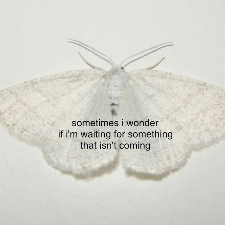 โ๏ธ tweet media