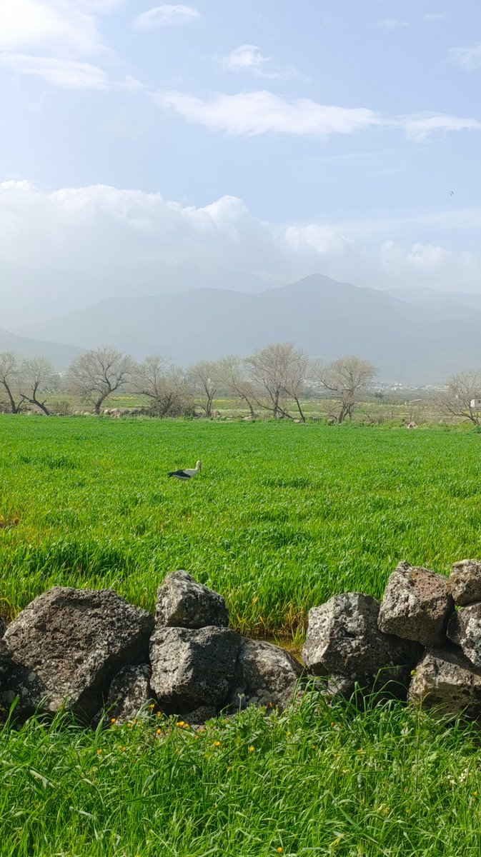 Mithat Bağrıyanık tweet media