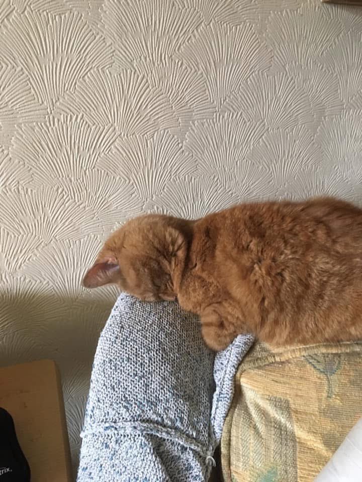 𝘉𝘳𝘦𝘯 𝘍𝘰𝘴𝘵𝘦𝘳 *🤚🏼👍🏼 tweet media