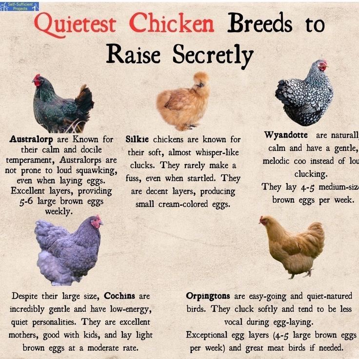 Southern Chestnut 🐣🐰 tweet media