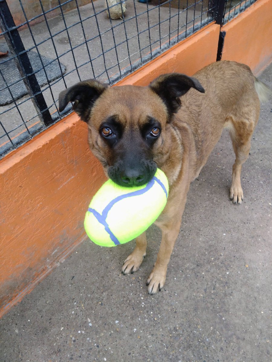 German Shepherd Rescue Elite ( GSRE ) tweet media