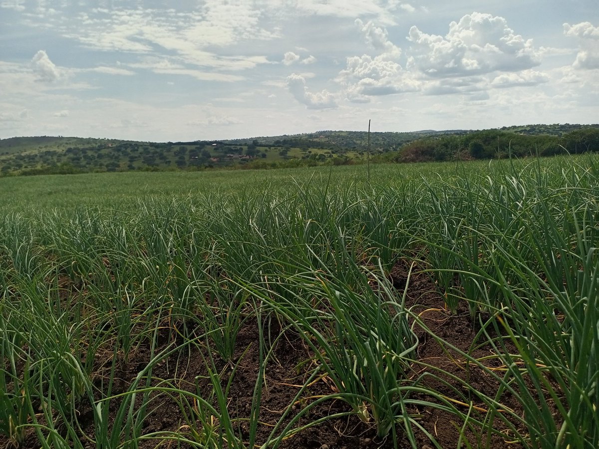 Arthur Kay (Kugumisiriza) tweet media