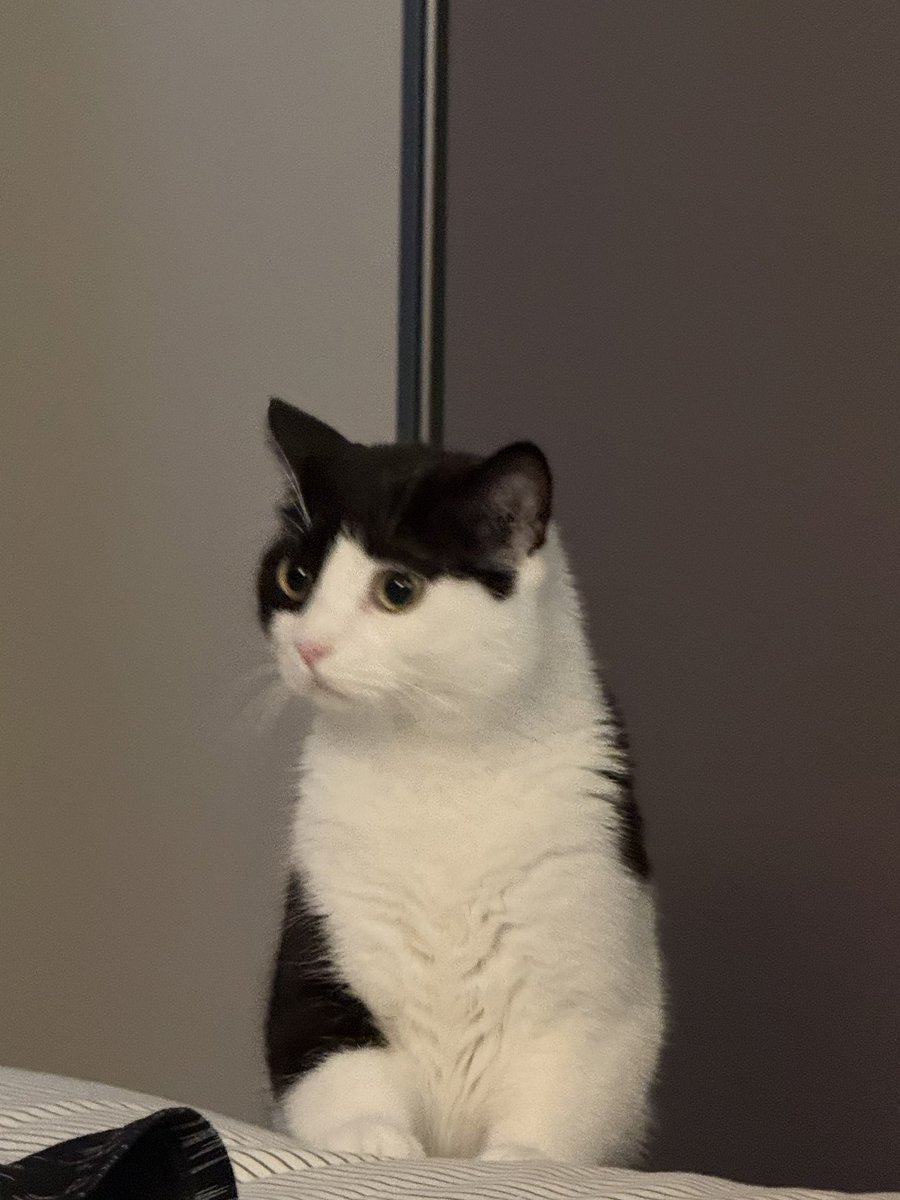 咪是邪牛海 tweet media