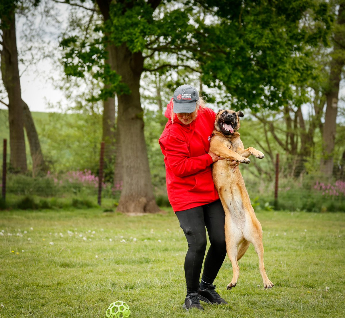 German Shepherd Rescue Elite ( GSRE ) tweet media