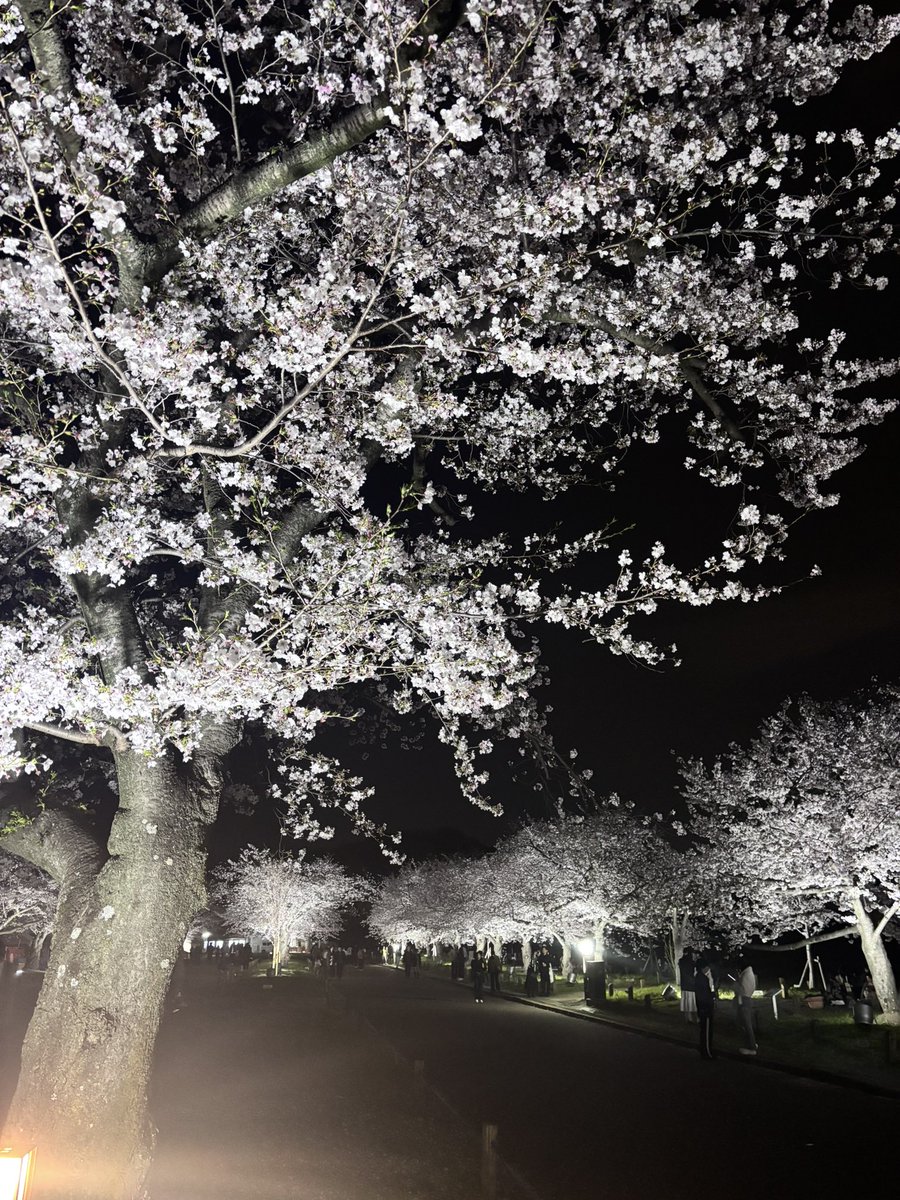 夜桜を見てきた