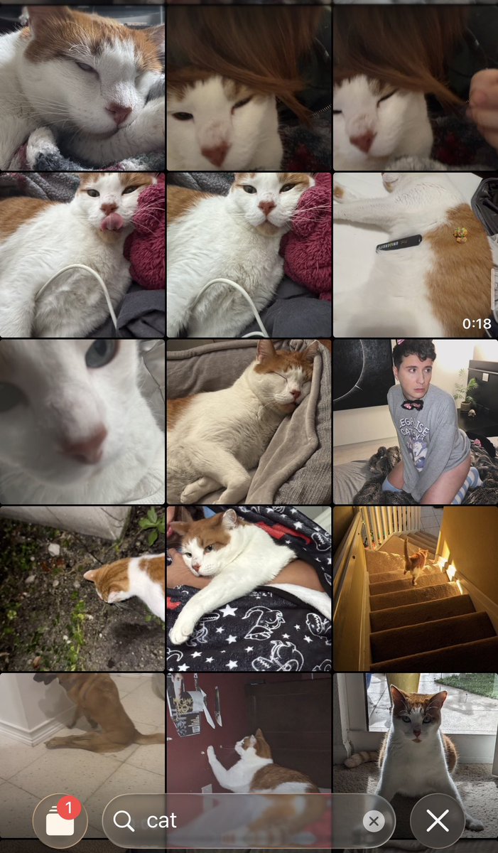 vectorfl0urish's tweet photo. so im trying to find a pic of my cat https://t.co/Yb5Ny7gzwu
