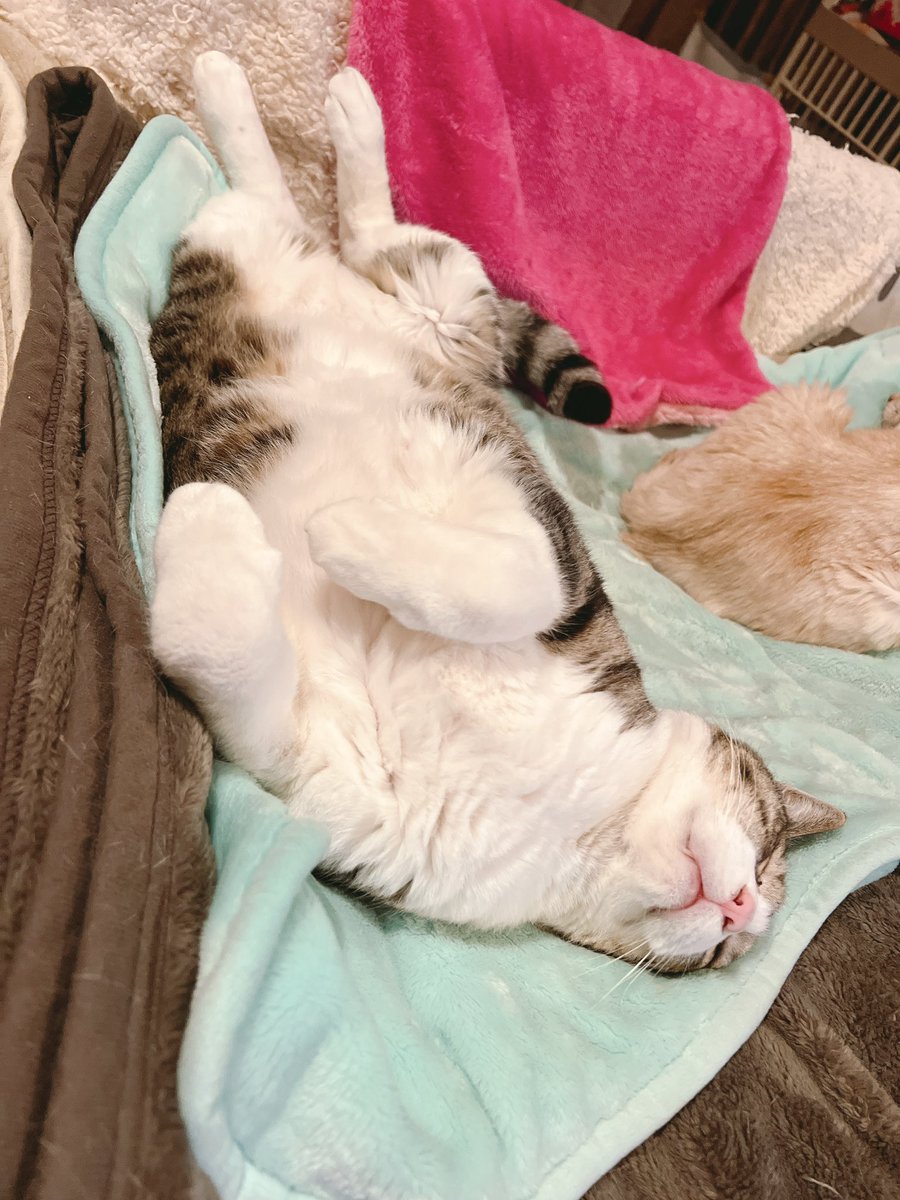 マリオの部屋🐈‍⬛ tweet media