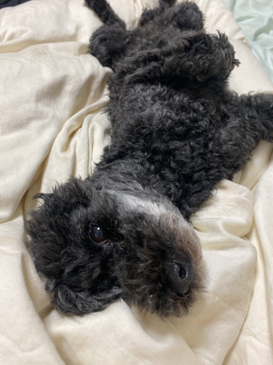 中村福助 tweet media