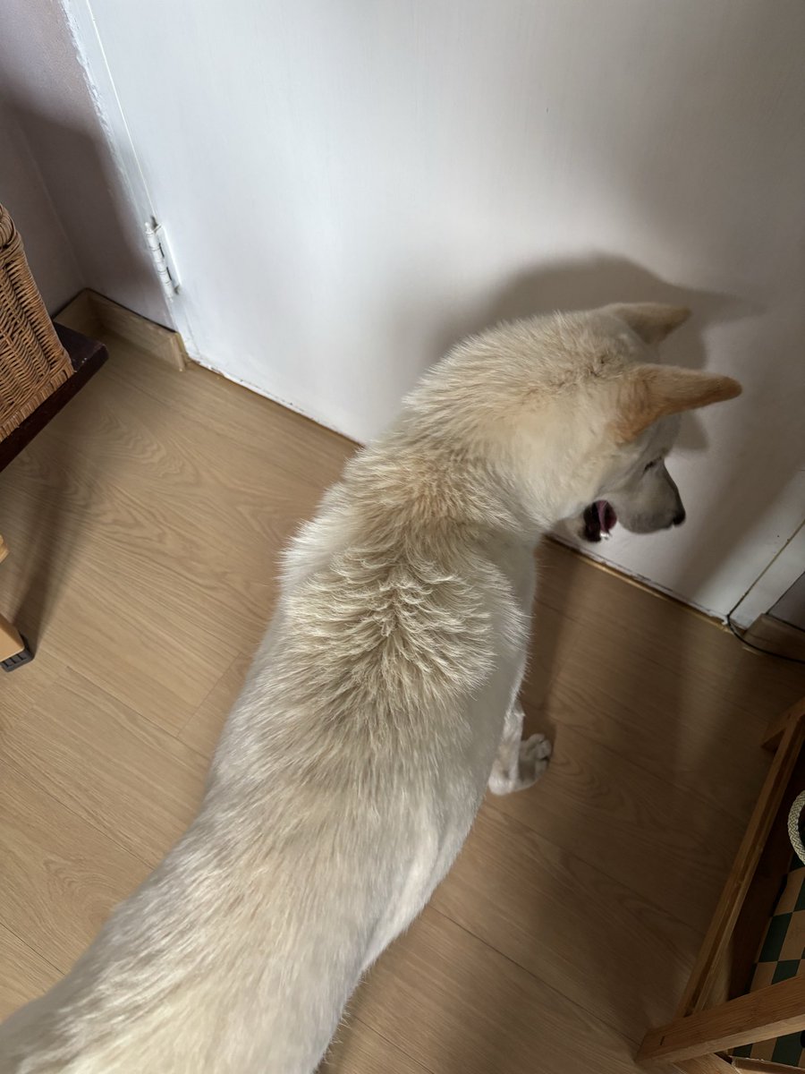 뜨개하는 개발자 부계 tweet media